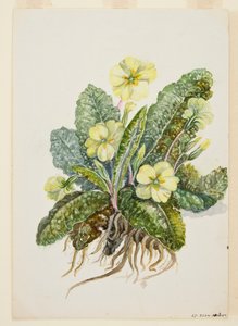 Primula vulgaris Huds Sleutelbloem, ca. 1920s