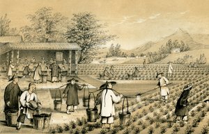 Cultuur en bereiding van thee, China, 1847 door E Gilks