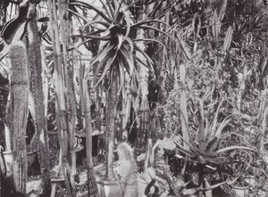 Kew Gardens, ca. 1900 door E. J. Wallis