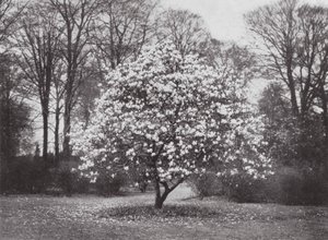 Kew Gardens, ca. 1900 door E. J. Wallis
