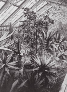 Kew Gardens, ca. 1900 door E. J. Wallis