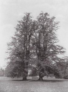 Kew Gardens, c.1900 door E. J. Wallis