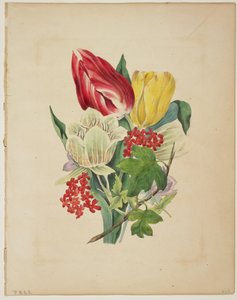 Boeket tulpen, uit Flora