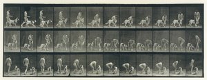 Dierlijke voortbeweging. Een elektro-fotografisch onderzoek naar opeenvolgende fasen van dieren door Eadweard Muybridge