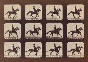 Houdingen van dieren in beweging door Eadweard Muybridge