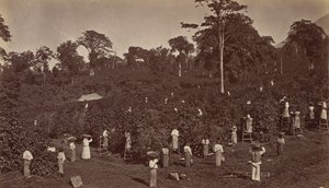 Koffieoogst, Las Nubes-Guatemala, 1875