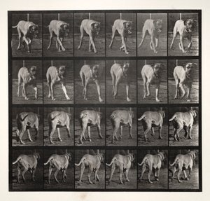 Dread Trotting, 1887 door Eadweard Muybridge