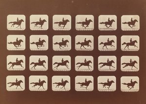 Paarden. Rennen. Phyrne L. Nr. 40, 1879 door Eadweard Muybridge