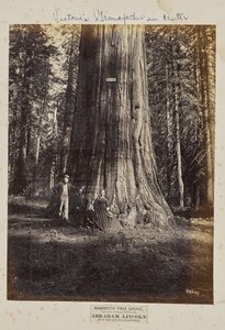 Mammoth Tree Grove, Calaveras County, Californië. Abraham Lincoln. 320 voet hoog, 54 voet in omtrek