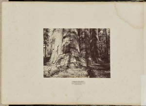 Mammoth Tree Grove, Calaveras County, Californië. De heksengroep van Salem. Gemiddeld 300 voet hoog, 65 voet in omtrek door Eadweard J. Muybridge