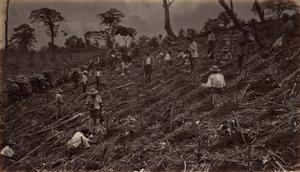 Het Opzetten van een Koffieplantage in Antigua de Guatemala, 1875, gepubliceerd 1877