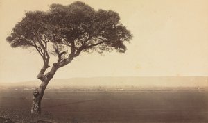 Naamloos landschap bij Watsonville, Californië, ca. 1879 door Eadweard Muybridge