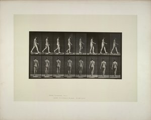 Dierlocomotie: mannelijke bekken doek, 1887 door Eadweard Muybridge