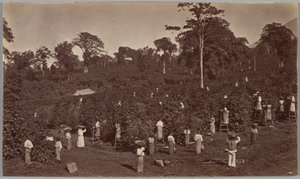 Koffieoogst, Las Nubes – Guatemala door Eadweard Muybridge