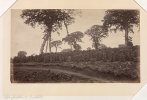 Koffieplantage bij Las Nubes, Guatemala door Eadweard Muybridge