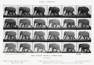 Eadweard Muybridge: De draf (zwart-wit foto)