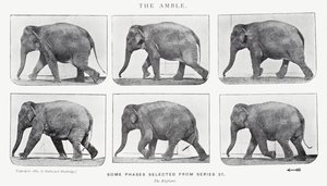 De draf door Eadweard Muybridge
