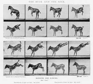 Eadweard Muybridge: De bok en de schop (zwart-wit foto)
