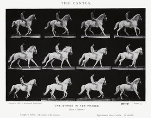 Eadweard Muybridge: De galop (zw/w foto) door Eadweard Muybridge