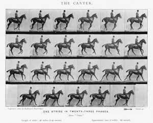De canter door Eadweard Muybridge