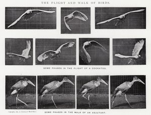 Eadweard Muybridge: De vlucht en wandeling van vogels (zw/w foto)