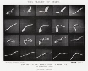 Eadweard Muybridge: De vlucht van vogels (zw/w foto) door Eadweard Muybridge