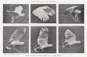 Eadweard Muybridge: De Vlucht van Vogels