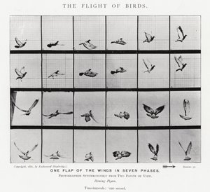 Eadweard Muybridge: De vlucht van vogels door Eadweard Muybridge