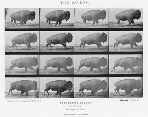 Eadweard Muybridge: De galop (zwart-wit foto) door Eadweard Muybridge