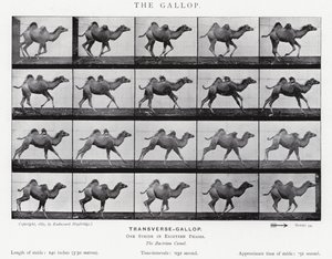 Eadweard Muybridge: De galop (zwart-wit foto)