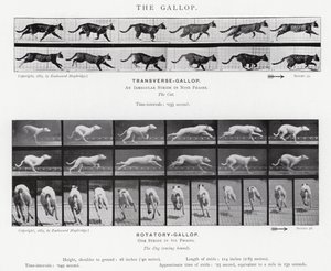 De Galop