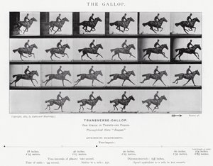 Eadweard Muybridge: De galop (zw/w foto) door Eadweard Muybridge