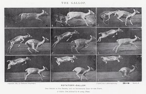 Eadweard Muybridge: De galop (zw/w foto)