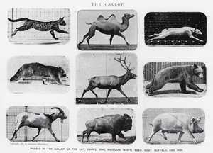 Eadweard Muybridge: De galop (zw/w foto) door Eadweard Muybridge