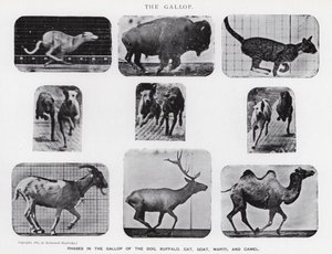 Eadweard Muybridge: De Galop door Eadweard Muybridge