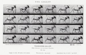 Eadweard Muybridge: De galop