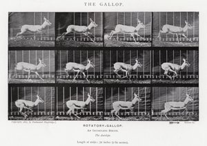 Eadweard Muybridge: De galop