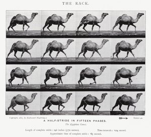 De Galop door Eadweard Muybridge