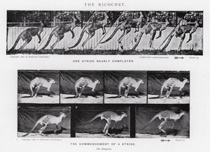 Eadweard Muybridge: De ricochet (zwart-wit foto) door Eadweard Muybridge