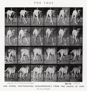 Eadweard Muybridge: De galop (zwart-wit foto)