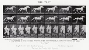 Eadweard Muybridge: De draf (zw/w foto)