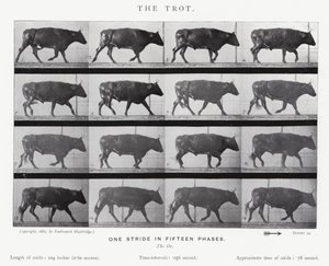 Eadweard Muybridge: De draf (zw/w foto)