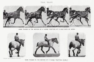 Eadweard Muybridge: De draf (zw/w foto) door Eadweard Muybridge