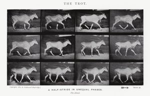 Eadweard Muybridge: De draf