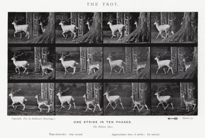 Eadweard Muybridge: De draf door Eadweard Muybridge
