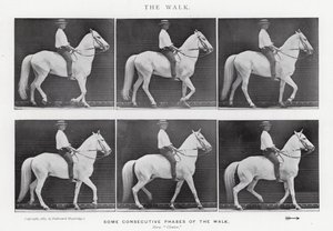 Eadweard Muybridge: De wandeling (zwart-wit foto)