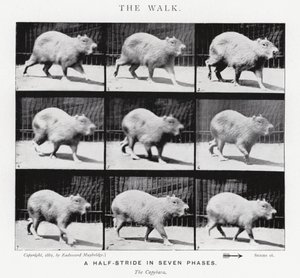 Eadweard Muybridge: De wandeling (zwart-wit foto) door Eadweard Muybridge