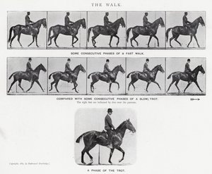 Eadweard Muybridge: De wandeling (zwart-wit foto)