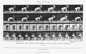 Eadweard Muybridge: De wandeling (zwart-wit foto)