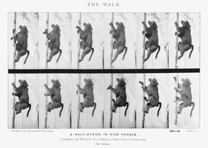 Eadweard Muybridge: De wandeling (zwart-wit foto) door Eadweard Muybridge